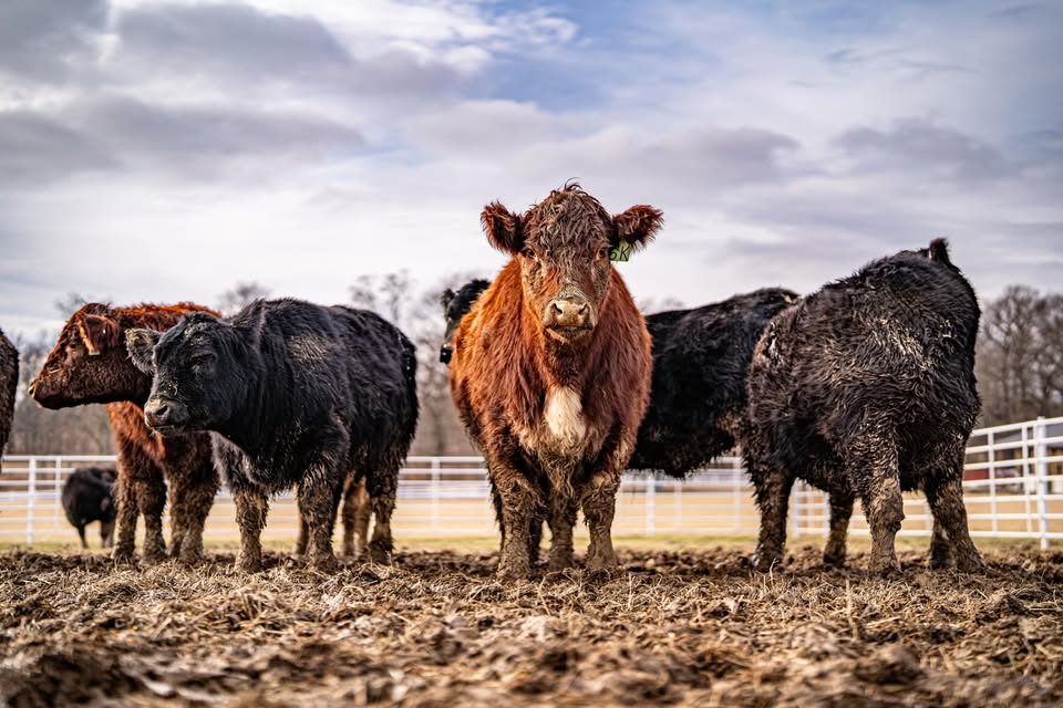 The Leonard Cattle Company herd at the fence — a red heifer front and center among black cattle under a big sky