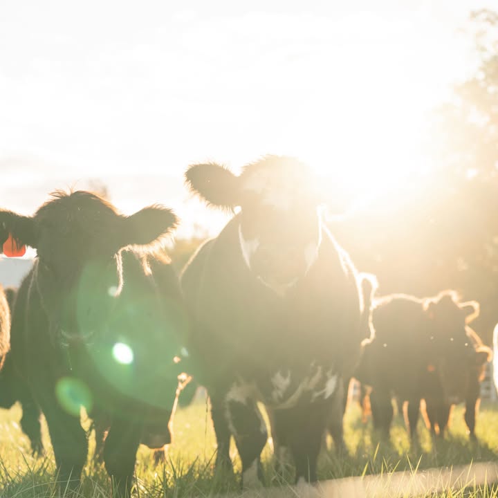 The herd walking through golden-hour light in the pasture