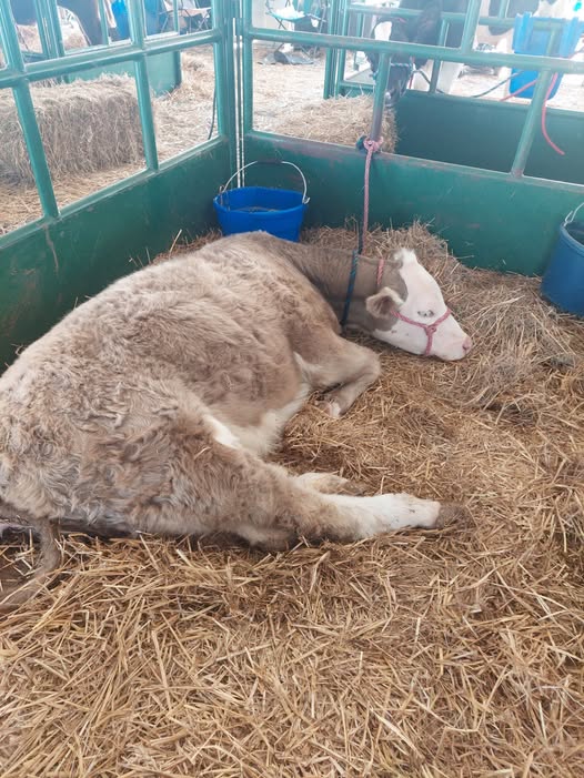 Patsy the cow resting comfortably on fresh straw in her stall at the fair